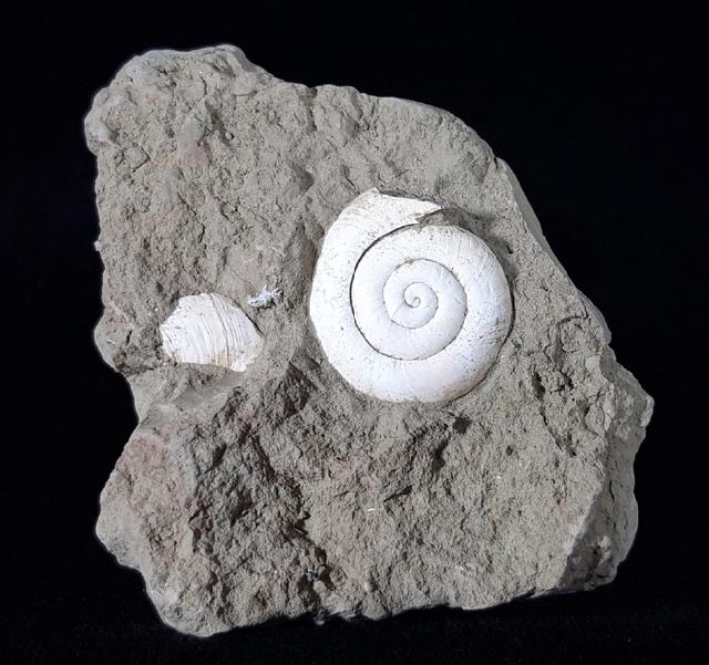 Mesodontopsis nehringeri SCHLICKUM & STRAUCH 1973 - Bild © FossNet FossilienStore